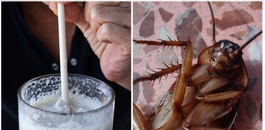 ¿Probarías la leche de cucaracha? Podrías no tener elección ¿Probarías la leche de cucaracha? Podrías no tener elección