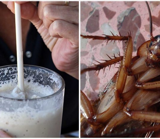 ¿Probarías la leche de cucaracha? Podrías no tener elección ¿Probarías la leche de cucaracha? Podrías no tener elección