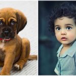 ¿Salvar a un cachorrito o a un niño desconocido? ¿Qué haría la mayoría?