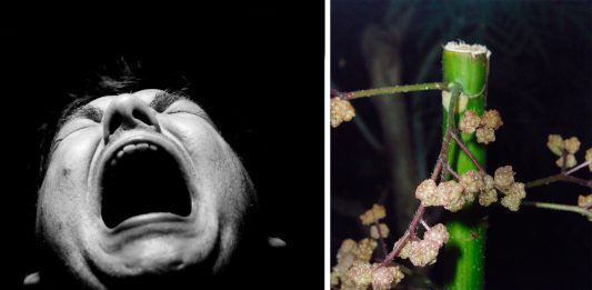 La planta que conduce al suicidio