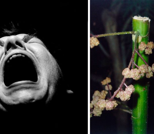 ¡EXISTE! La planta que conduce al suicidio La planta que conduce al suicidio