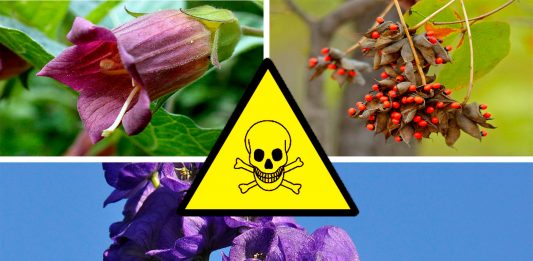 7 plantas letales que quizá no sabías que podían matarte 7 plantas letales que quizá no sabías que podían matarte