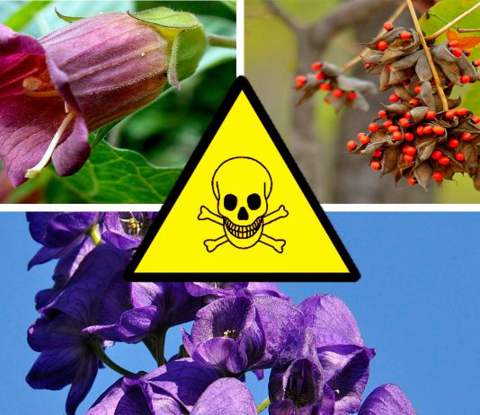 7 plantas letales que quizá no sabías que podían matarte