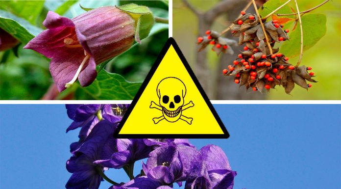 7 plantas letales que quizá no sabías que podían matarte