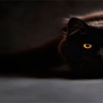 13-datos-sobre-edgar-allan-poe-para-que-conozcas-mejor-al-misterioso-autor-1