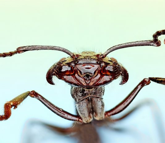 Las 9 peores picaduras