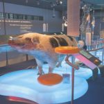 animalesgeneticamentemodificadosenviropig