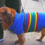 asustado perro