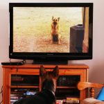 los perros ven la televisión