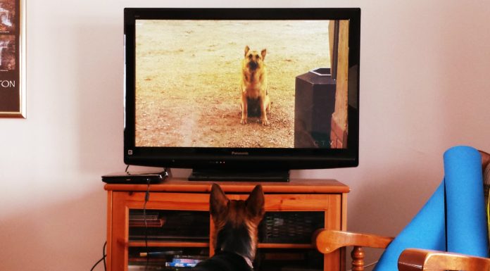 perros ven la televisión