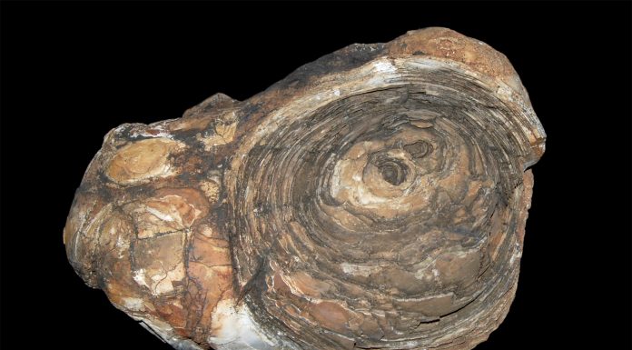 Encuentran los fósiles más antiguos del mundo en Groenlandia