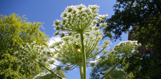 El Perejil gigante puede provocarte quemaduras de 3er grado