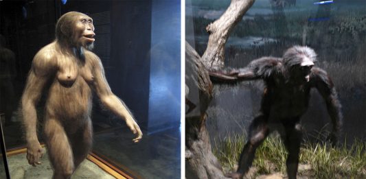 Lucy, la primera caída mortal conocida Lucy, la primera caída mortal conocida