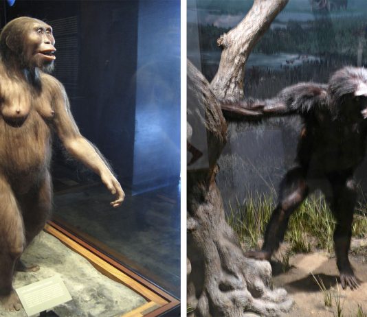 Lucy, la primera caída mortal conocida