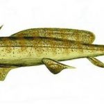 orthacanthus