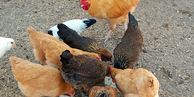 Más sobre la carne de laboratorio: Israel intenta producir pechugas de pollo sin pollo