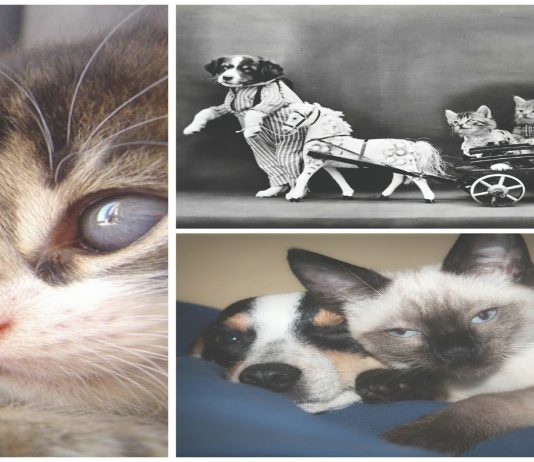 ¿Qué dice de ti ser más de gatos o más de perros? Esta investigación te lo cuenta ser más de gatos