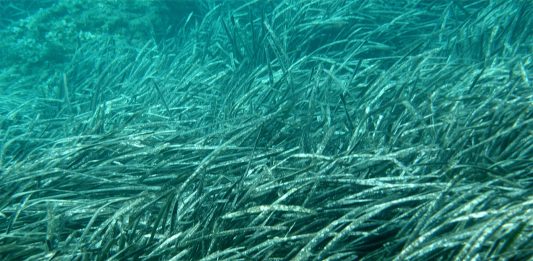 Praderas submarinas del Mediterráneo: la posidonia oceánica, un tesoro que pronto podría desaparecer