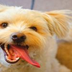 5 costumbres más de los perros que son muy raras