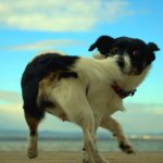 10 extrañas costumbres de los perros explicadas por la ciencia.