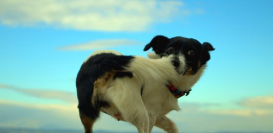 10 extrañas costumbres de los perros explicadas por la ciencia.