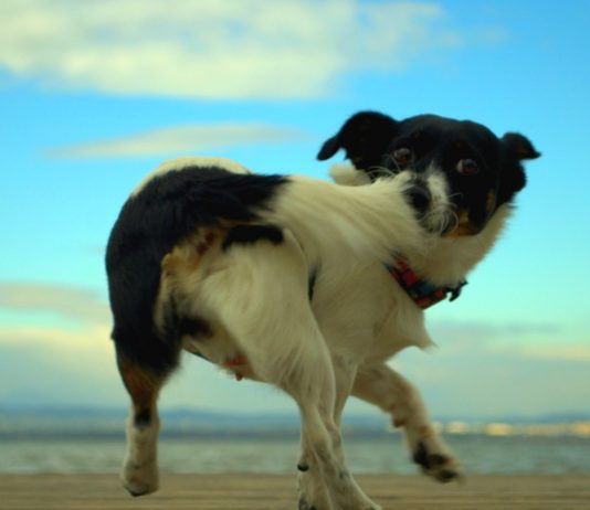 10 extrañas costumbres de los perros explicadas por la ciencia.