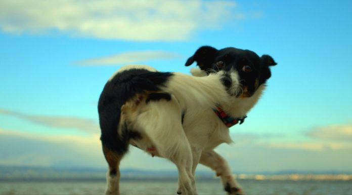 10 extrañas costumbres de los perros explicadas por la ciencia.