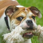 perro jugando