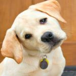 perro pensando