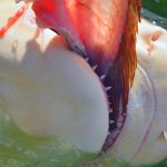 Los antepasados más escalofriantes: Tiburones caníbales