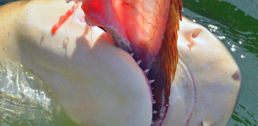 Los antepasados más escalofriantes: Tiburones caníbales Los antepasados más escalofriantes: Tiburones caníbales