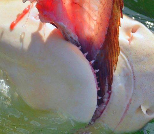 Los antepasados más escalofriantes: Tiburones caníbales Los antepasados más escalofriantes: Tiburones caníbales