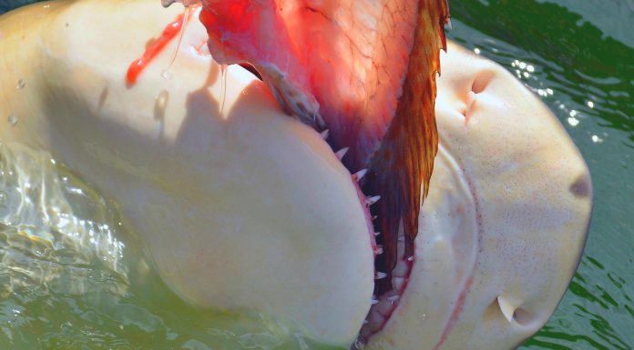 Los antepasados más escalofriantes: Tiburones caníbales