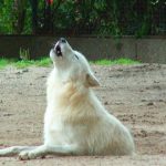 5 costumbres más de los perros que son muy raras