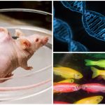 Animales genéticamente modificados