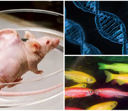Animales genéticamente modificados