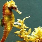 caballitos de mar dorados