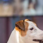 como-ven-los-perros-la-tele