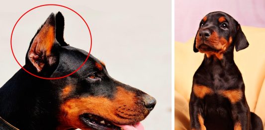 Recortar las orejas y la cola a los perros: un DAÑO no sólo físico