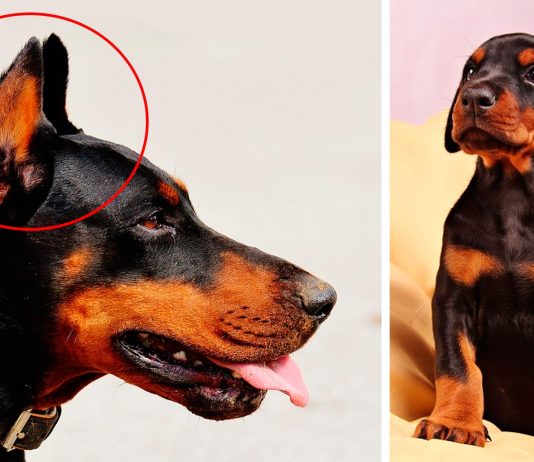 Recortar las orejas y la cola a los perros: un DAÑO no sólo físico Recortar las orejas y la cola a los perros: un DAÑO no sólo físico