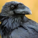 El cuervo, Edgar Allan poe