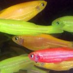 Pez genéticamente modificado