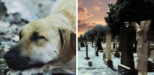 ¿Por qué algunos perros esperan junto a la tumba de sus amos durante años?