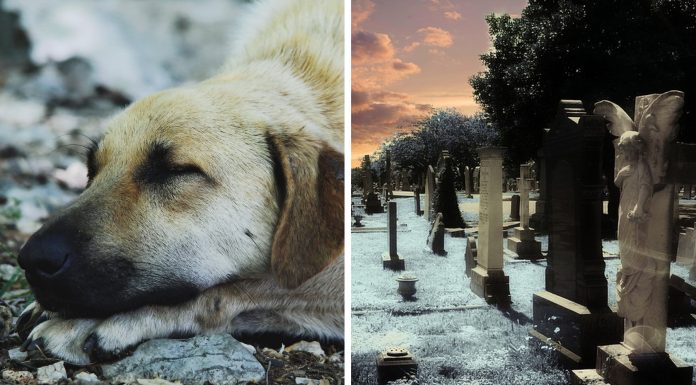 ¿Por qué algunos perros esperan junto a la tumba de sus amos durante años?