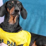 perros-tv