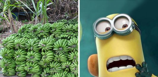 En 5-10 años un hongo podría causar la desaparición de los plátanos, ¿hay solución?