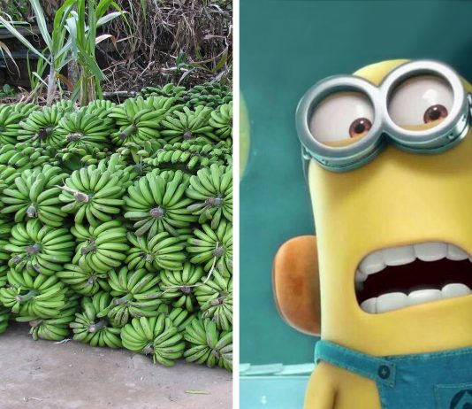 En 5-10 años un hongo podría causar la desaparición de los plátanos, ¿hay solución?