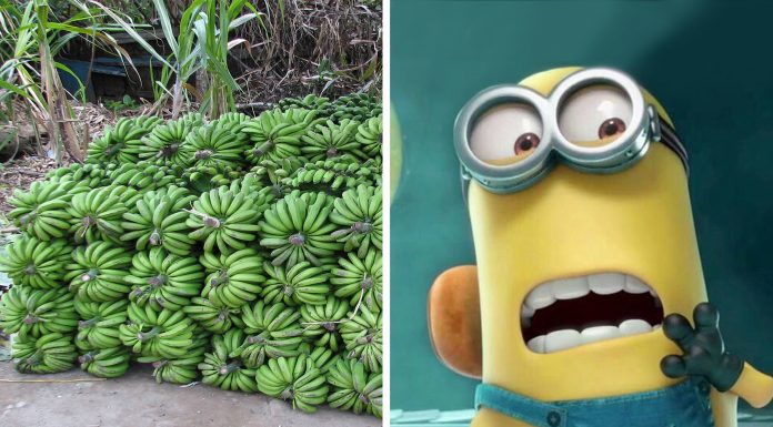 En 5-10 años un hongo podría causar la desaparición de los plátanos, ¿hay solución?