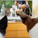 que-ven-los-perros