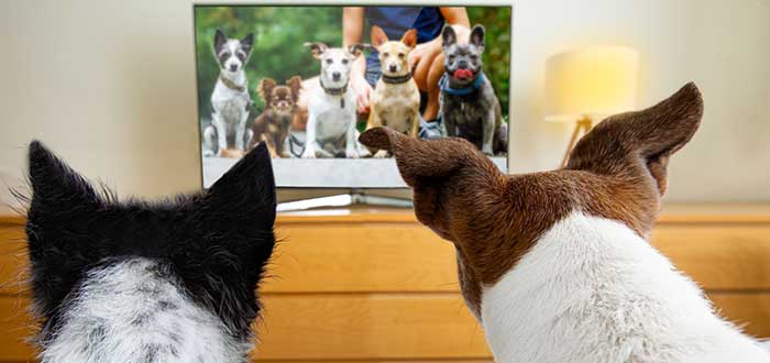 ¿Cómo ven los perros la tele?